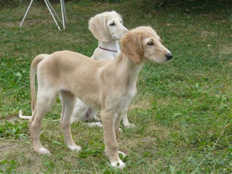 saluki puppies | Saluki puppies - 9 weeks / Štěňátka - 9 týdnů | Saluki ...