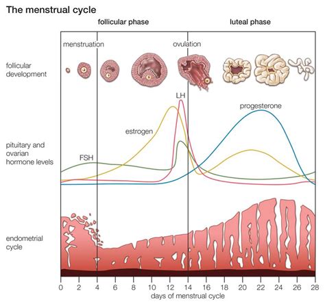 What Happens During Your Menstrual Cycle