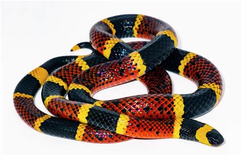 Texas Coral Snake Micrurus Tener Photograph by Dante Fenolio - Pixels