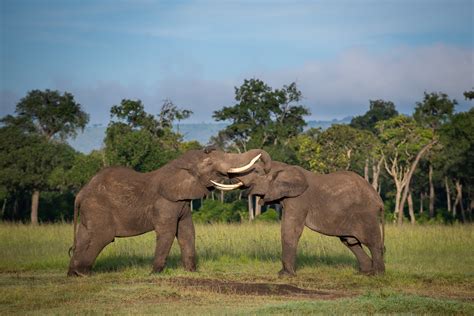 Elephant Fight | Sean Crane Photography