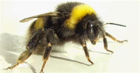 BUMBLEBEE ANATOMY BIOLOGICAL