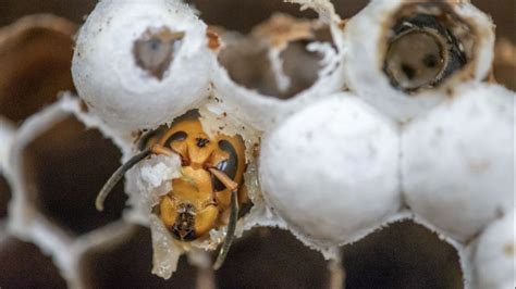 200 'murder hornet' queens found inside first US nest of this invasive insect | Live Science