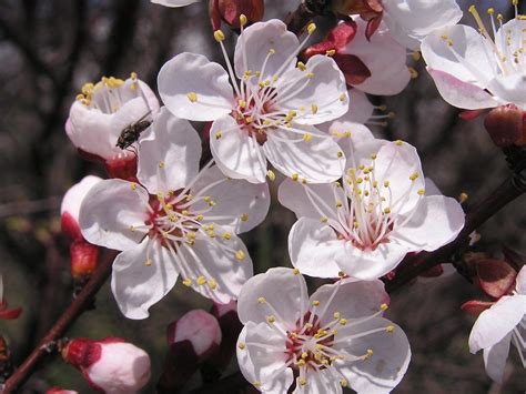 Mandchurian Apricot Prunus armeniaca mandshurica Tree Seeds (Fast, Fall Color) 5 - Tree Seeds