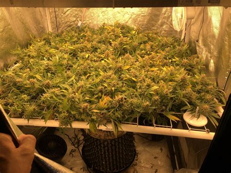 Max Yield In A 4x4 Tent - THCFarmer