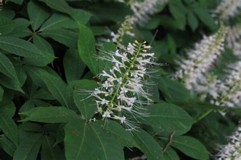 Bottlebrush Buckeye | Native Roots