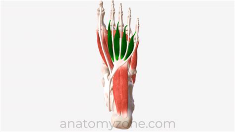 Lumbricals of the Foot - Origin, Insertion, Action, 3D Model | AnatomyZone