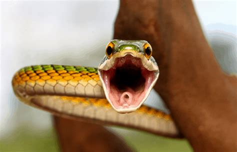 Snake Hissing Explained (And What You Should Never Do)