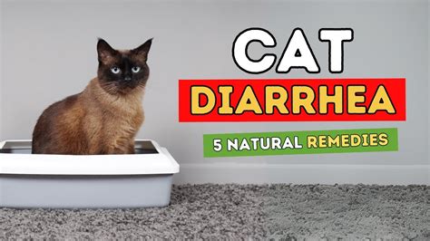 5 Remedies for Cat Diarrhea - YouTube