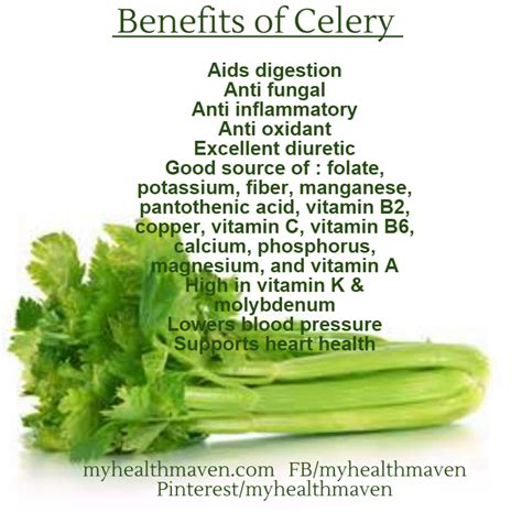 Benefits of Celery – My Health Maven