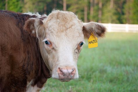 Miniature Herefords - Picalily Farm