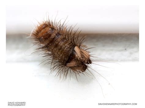 Varied Carpet Beetle (Anthrenus verbasci) larva (II) · David Kennard ...