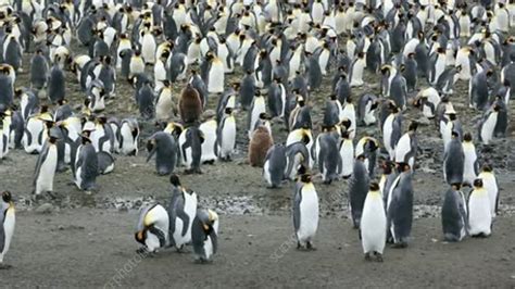 King penguin colony - Stock Video Clip - K004/8522 - Science Photo Library