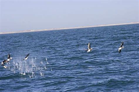 Long-Tailed Duck • Old Squaw | New England Sea Duck Hunting