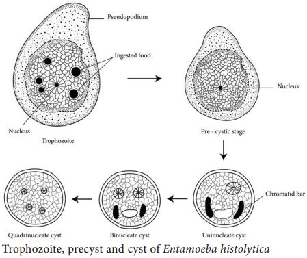 Life Cycle of Entamoeba Histolytica