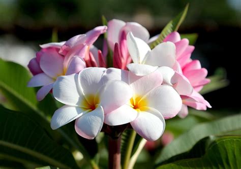 Colorful plumerias are tropical treasure - Houston Chronicle