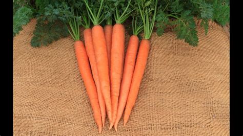 8 Carrot Varieties You Should Know About - Growing Produce