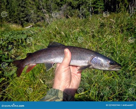 Taimen Hucho Taimen is Largest Fish of the Salmon Family Stock Photo - Image of recreation ...