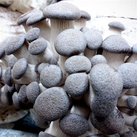 Black Pearl King Oyster (Pleurotus ostreatus - Hybrid ...