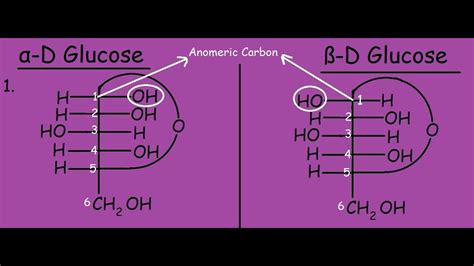 α-D Glucose and β-D Glucose |Differences and Mutarotation| - YouTube