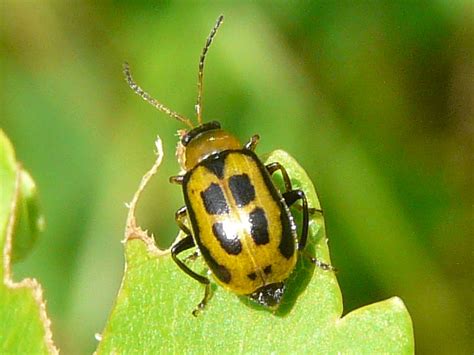 Toronto Wildlife - Leaf Beetles