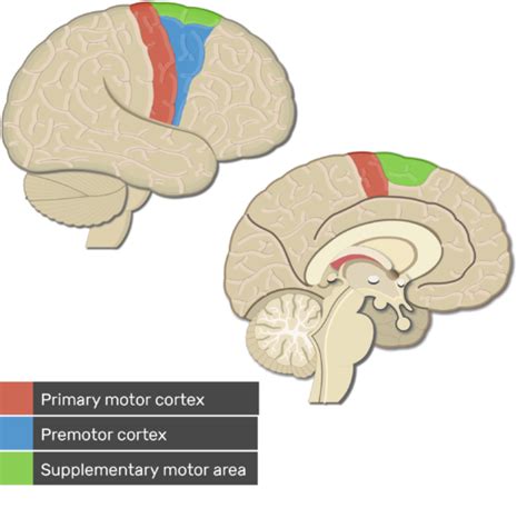 Motor strip part of the brain – Telegraph