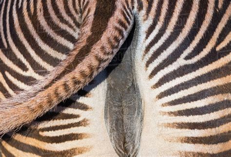 Grevy's zebra female (Equus grevyi) close up of tail swinging, Captive, occurs in Kenya and ...