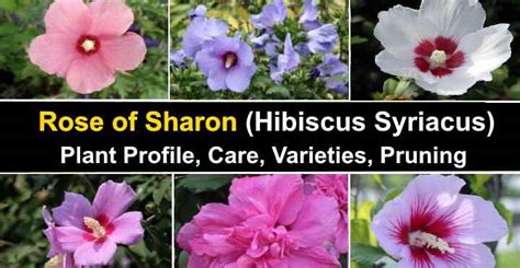 Rose of Sharon (Hibiscus Syriacus): Care, Varieties, Pruning And More