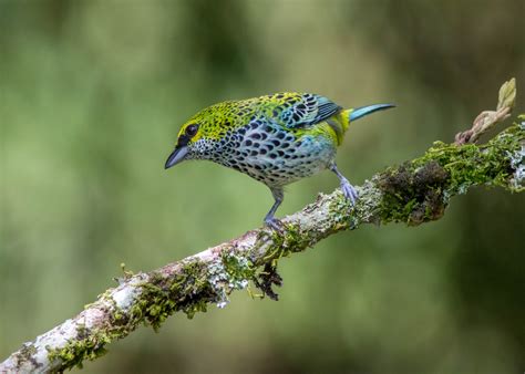 A fine selection pictures of Passerine birds Costa Rica - Aratinga Tours