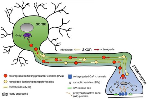 Cells | Free Full-Text | Presynaptic Precursor Vesicles—Cargo, Biogenesis, and Kinesin-Based ...