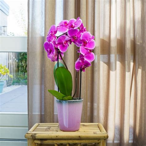 Phalaenopsis Freeride Orchid - Plantzone