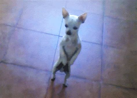 Dancing Chihuahua - Reaction GIFs