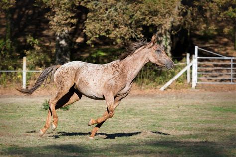 20 Gorgeous Images Of Appaloosa Horses To Make Your Day