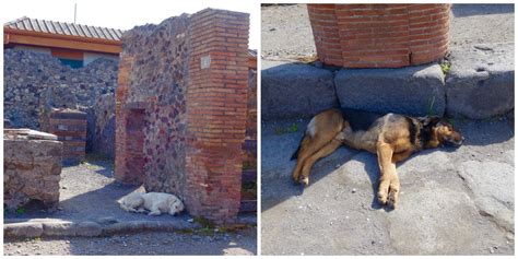 pompeii dogs - Holy Smithereens!