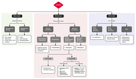 Microcytic Normocytic Macrocytic Anemia