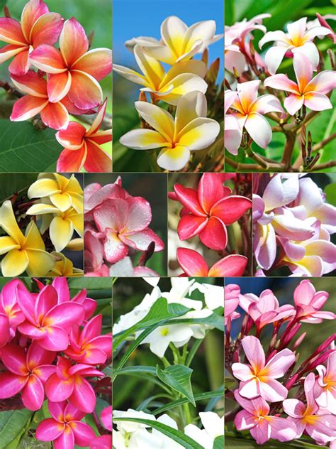 Hawaiian Plumeria Tree | ubicaciondepersonas.cdmx.gob.mx