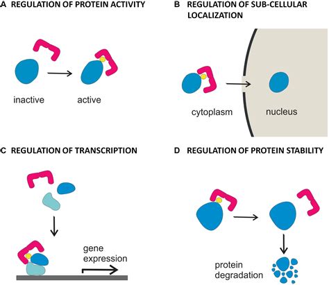 Frontiers | 14-3-3 Proteins in Plant Hormone Signaling: Doing Several Things at Once