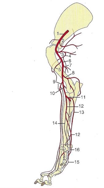 Canine: Arteries of the Forelimb Diagram | Quizlet