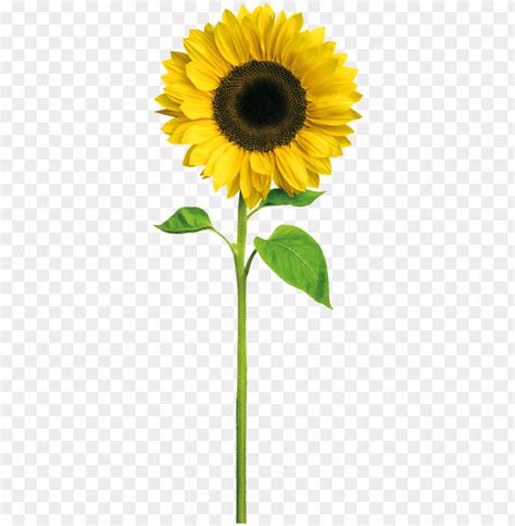 yellow sunflower cartoon transparent - sunshine happy birthday daughter in law PNG image with ...