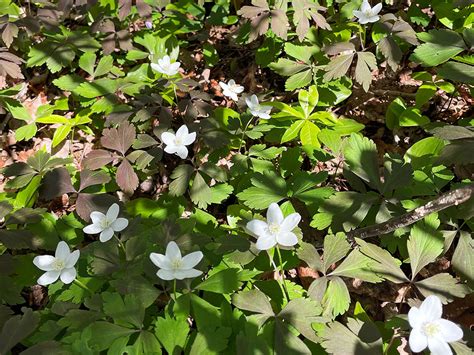 Wood Anemone – Henry L. Ferguson Museum