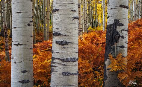 Last Embrace (2018) | Kebler Pass, Colorado