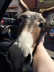 Oatman, AZ - Wild Burros on Historic Route 66 - Luxury Nomad