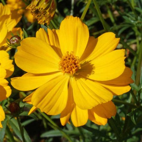 Sulphur Cosmos Crest Gold (Cosmos sulphureus) | Applewood Seed Co