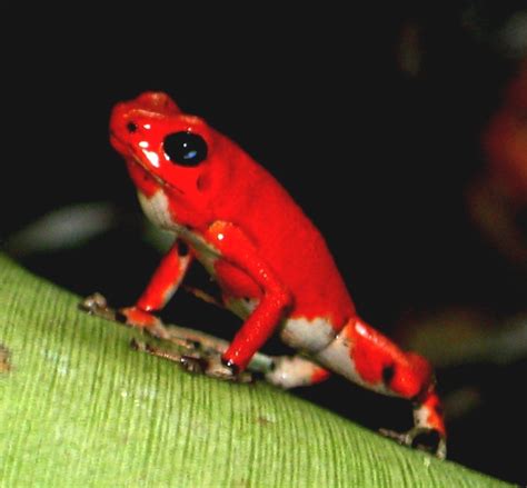 Gardens and natural wild life | Red Frog Bungalows