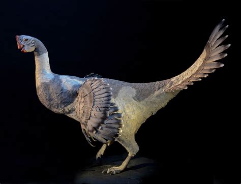 Citipati osmolskae model from a new exhibit at the American Museum of Natural History, New York ...