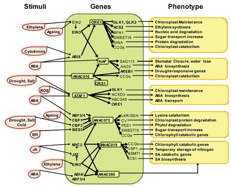 Plants | Free Full-Text | Transcription Factors Associated with Leaf ...