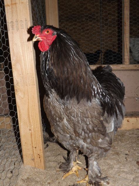 53 Best Brahma chicken colors that I have ideas | brahma chicken, chicken coloring, brahma