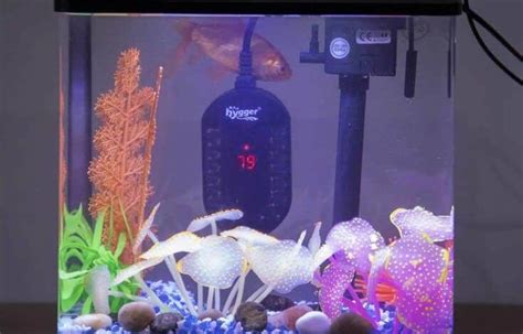 The Best Tank Heater for Betta Fish - Aquarium Tips