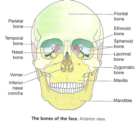 Anatomy bones, Anatomy body, Bone anatomy