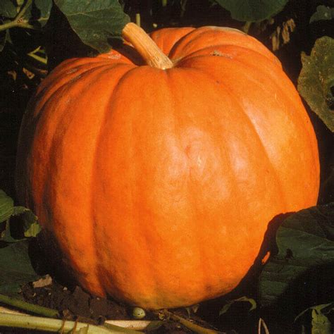 Big Max Pumpkin Seeds 2045 | OSC Seeds