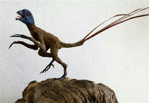 Epidexipteryx, Natural History Museum - Munster, Germany | Paleontology, Natural history ...